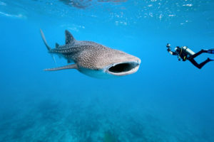 Whale shark and underwater photographer