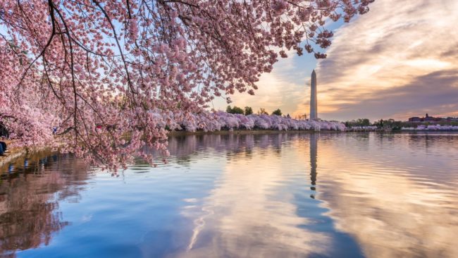 Kirschenblüte in Washington D.C.
