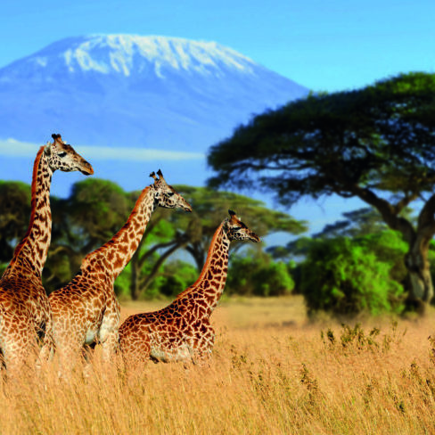 Three giraffe on Kilimanjaro mount background in National park of Kenya, Africa
