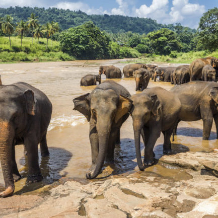 Sri Lanka Elefanten