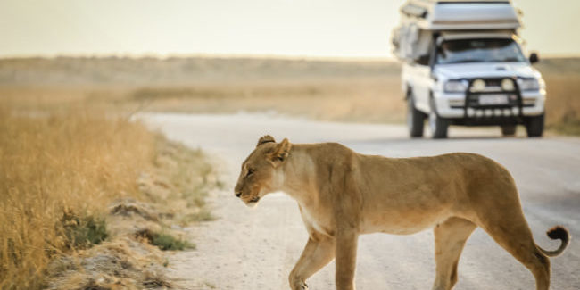 Südafrika Safari Tiger