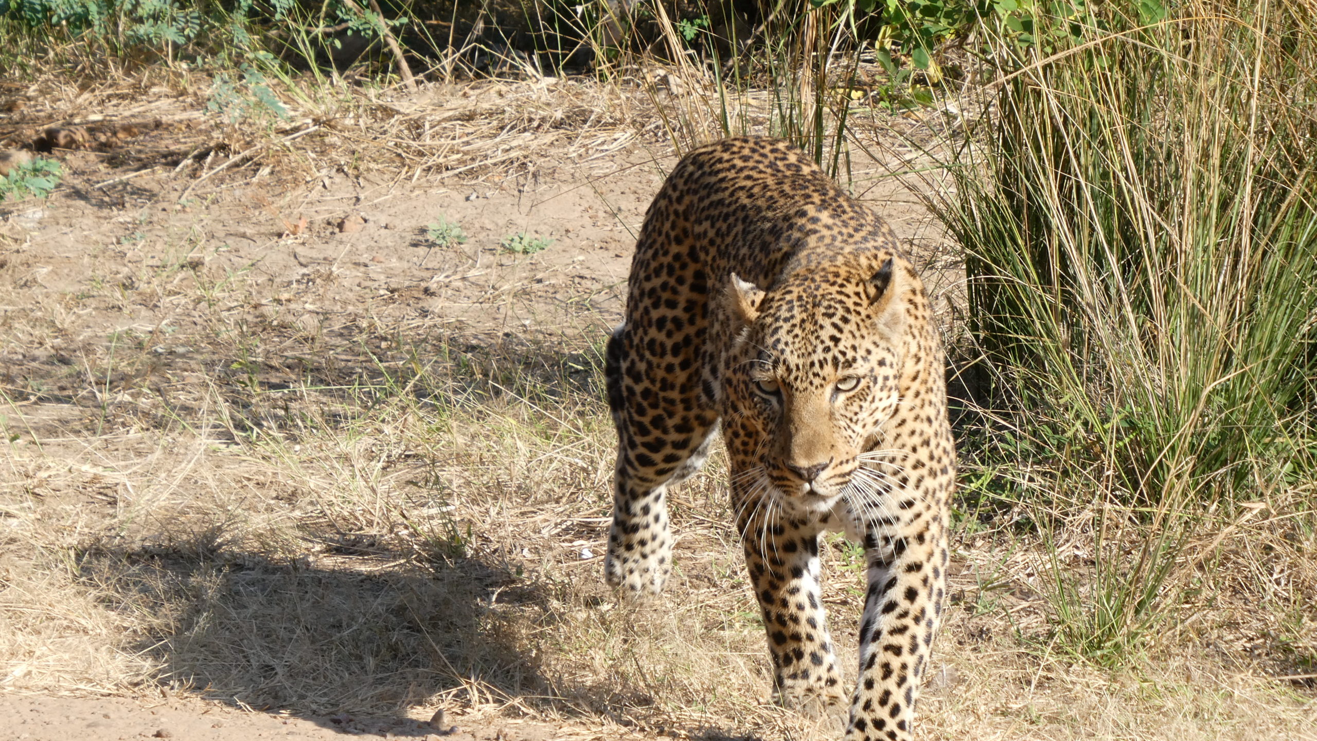 Leopard in Sambia