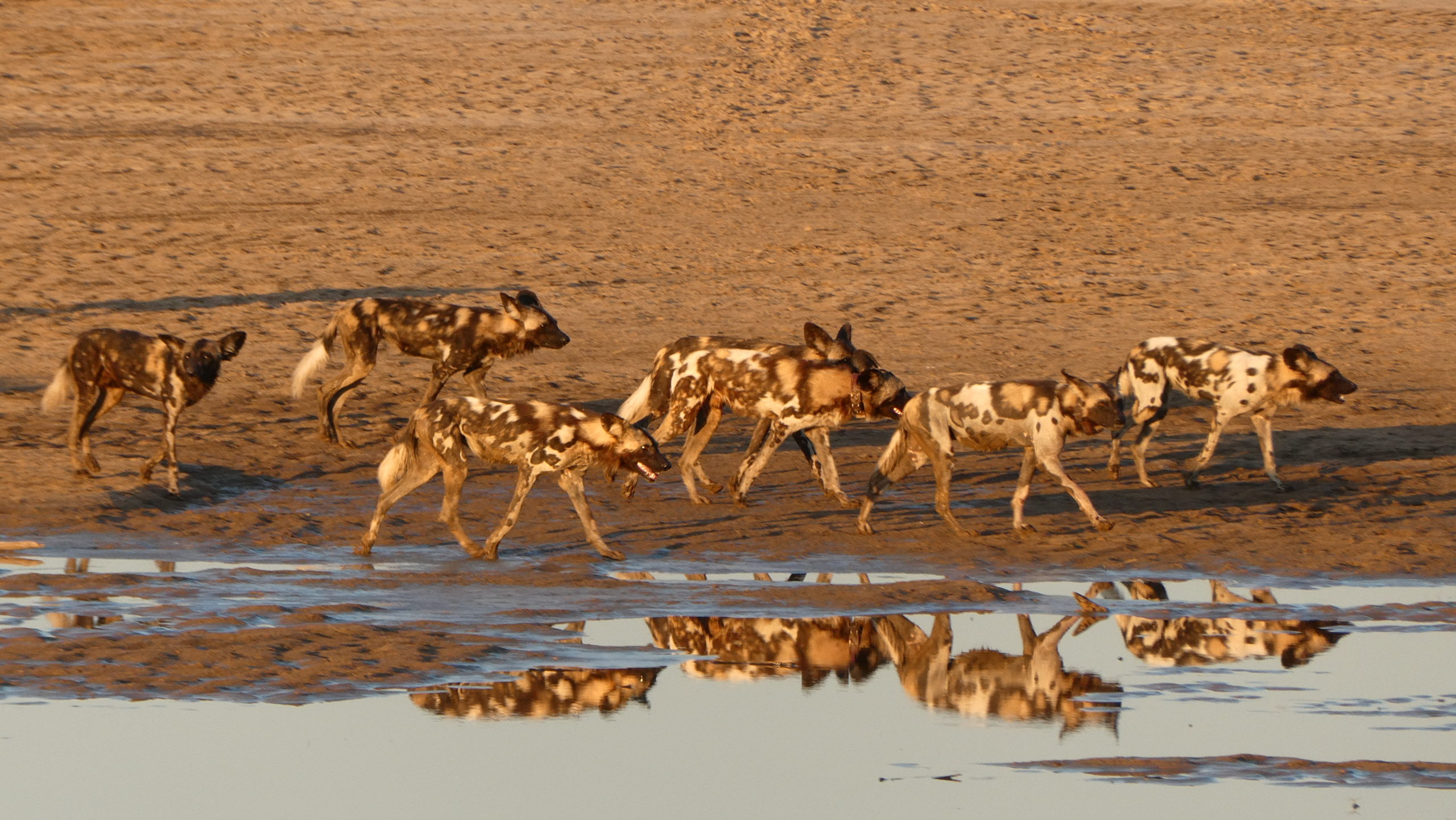 Wild Dogs Lodge Lusaka