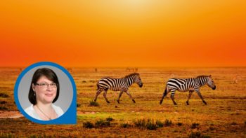 Titelbild Reiseblog Sambia