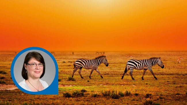Titelbild Reiseblog Sambia