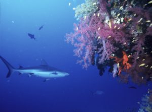 grauer hai unterwasserwelt