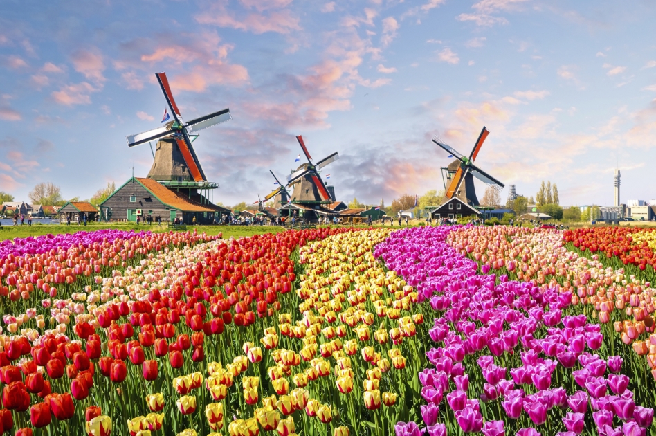 Holland zur Tulpenblüte